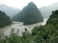 Mikania Micrantha, locally known as banmara, threatens to destroy Nepal's ecosystems