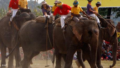 During an elephant polo game in Chitwan, Rana discovered that the weed had covered everything within six months